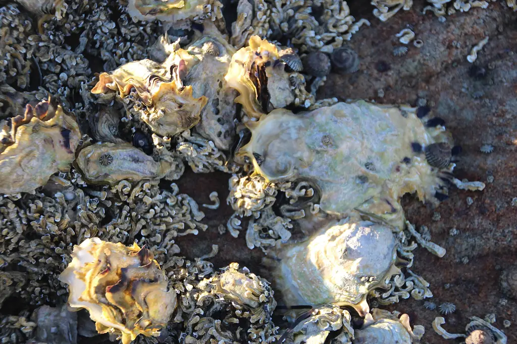 Oyster-covered rocks at low tide, Daniel's Bay, Lunawanna