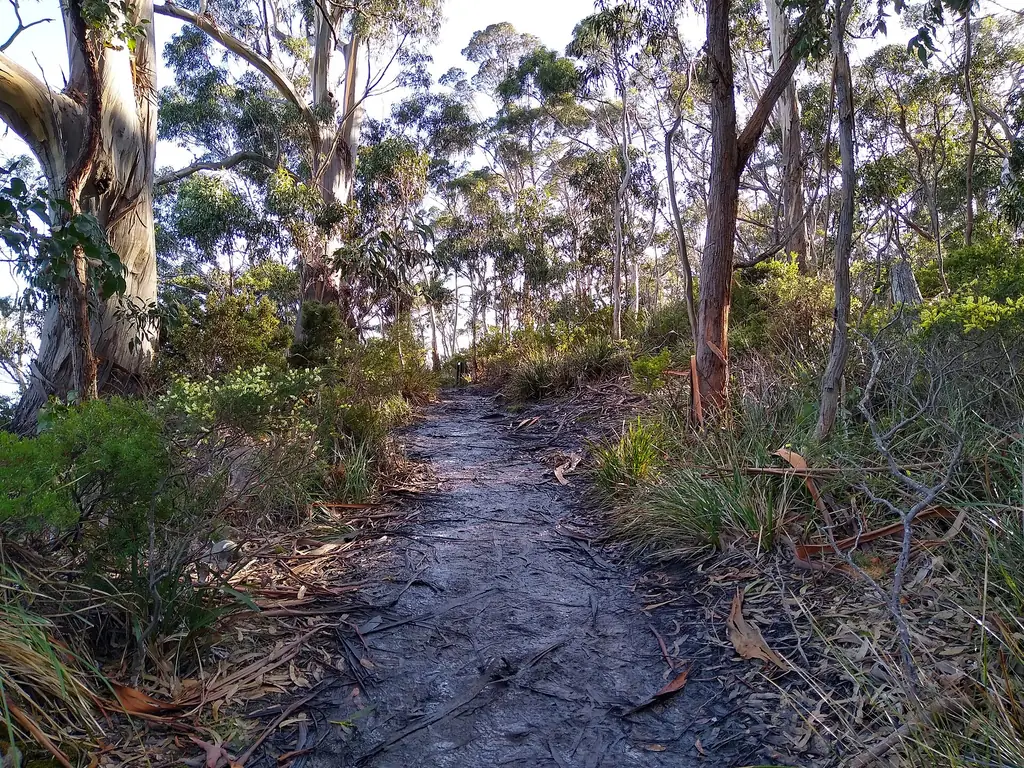 A walking trail through coastal forest in South Bruny National Park