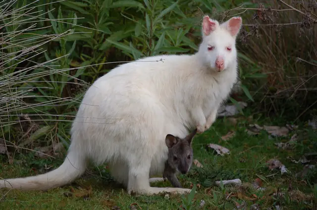 A white (albino) Bennett's wallaby on Bruny Island